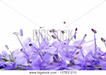 Garden flower Veronica longifolia by close-up on a white background