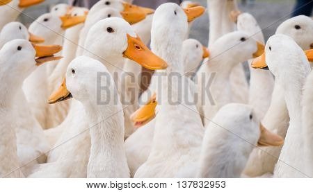 a large group of white farm ducks.