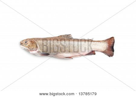 Speckled ørred