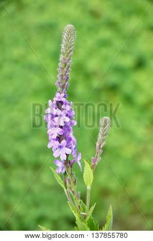Hoary Vervain (Verbena stricta) Wildflower a Medicinal Herb