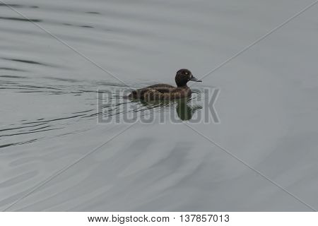 a cute duck swimming  on the lake