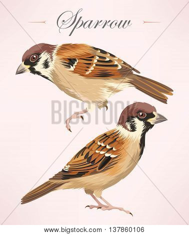 Vector illustration of two high detailed sparrows