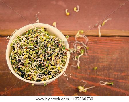 Microgreens assortment in paper cup. Healthy Green Salad with fresh raw sprouts.