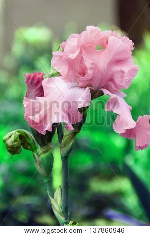 Iris Garden Flower Blooming In The Garden, Soft Focus