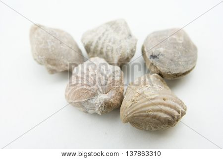 Macro Photo Of Seashells