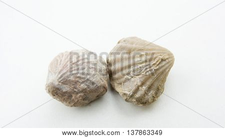 Macro Photo Of Seashells