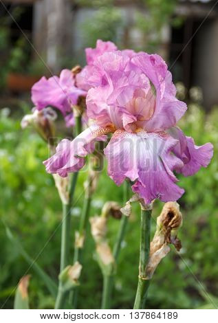 Iris Garden Flower Blooming In The Garden, Soft Focus
