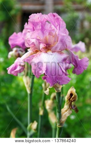 Iris Garden Flower Blooming In The Garden, Soft Focus