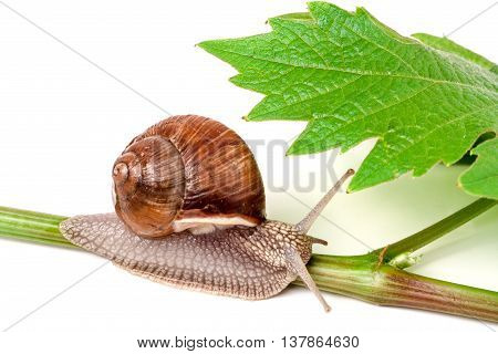 snail crawling on the vine with leaf on a white background.