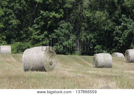 Freshly cut and baled round hay bales in a small farmers field