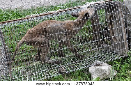 Shmankivchyky - Ukraine - 29 June 2016. The villagers caught an unknown animal which is popularly called Chupacabra. This beast killed many rabbits and poultry.