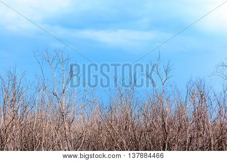 Dead trees with blue sky and clound