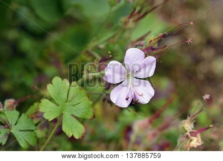 Dalmatian Cranesbill - Geranium dalmaticum Endemic to Croatia