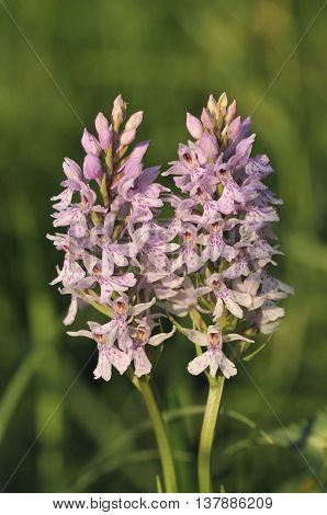 Two Common Spotted Orchids - Dactylorhiza fushsii