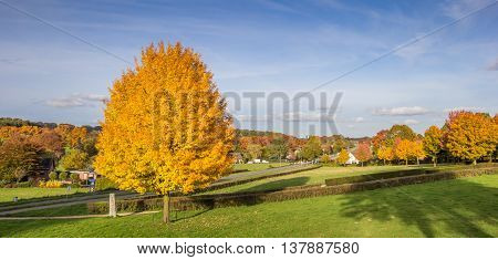 Panorama of vibrant yellow colored tree in Groesbeek Holland