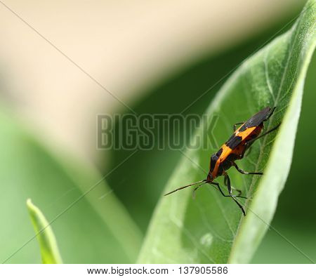 Boxelder bug Boisea trivittata on green leaf.