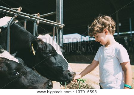 Side view of smiling cute boy feeding cows with grass