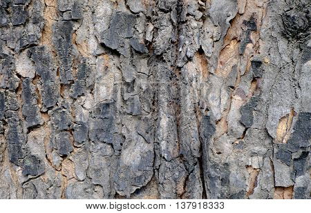the dry bark seperate from the tree