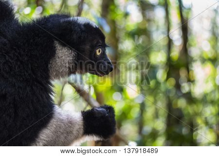 Close up shot of Indri lemur - endemic species of Madagascar