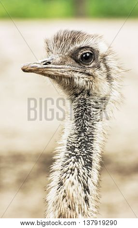 Emu portrait - Dromaius novaehollandiae. Beauty in nature. Flightless bird. Looking at the camera. Humorous scene. Vertical composition.