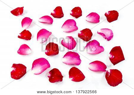 Red and Pink Rose Petels isolated on White background