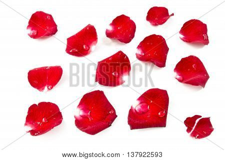 Red Rose Petels isolated on White  background