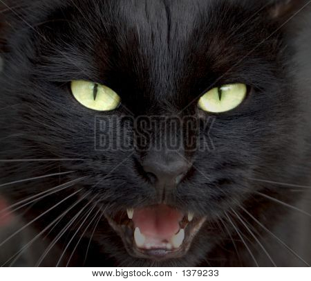 Sort panter