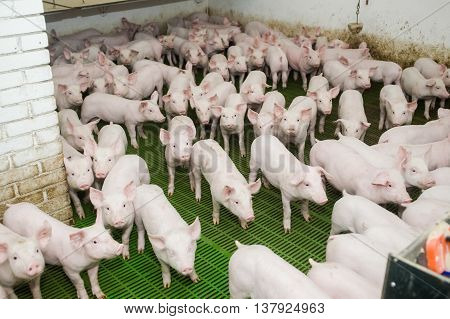 Pig farm. Little piglets. modern cattle farm