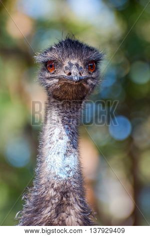 Emu bird staring straight ahead close up