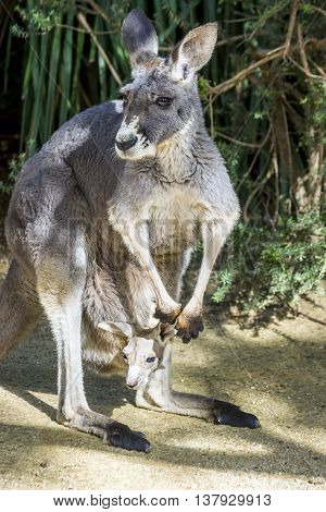 Baby Kangaroo In A Pouch