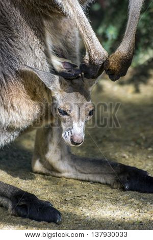 Baby Kangaroo In A Pouch