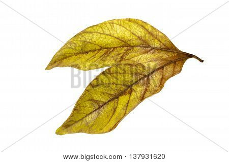 Two Conjoined  Autumn Colored Ieaves Isolated On White 6
