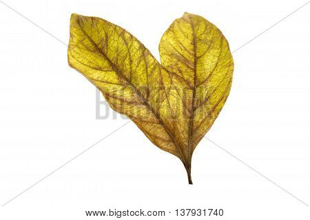 Two Conjoined  Autumn Colored Ieaves Isolated On White 5