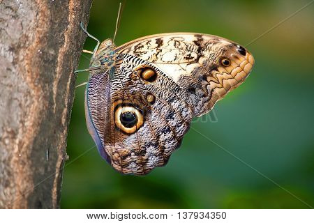 Caligo memnon butterfly from sideways on a tree