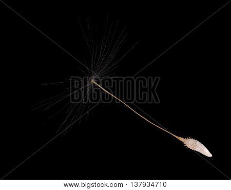 single dandelion seed isolated on black background