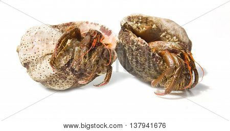 Hermit crab from the Black sea isolated on white