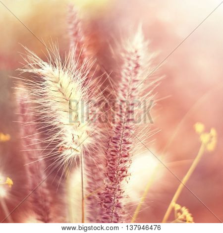 Various grasses of a field in sunlight. toned image with copy space.