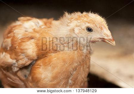 Young brown chicken in a cage at the poultry farm