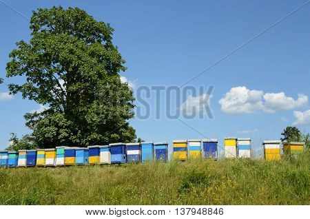 Beekeeping and honey production. Small - family business in east Europe