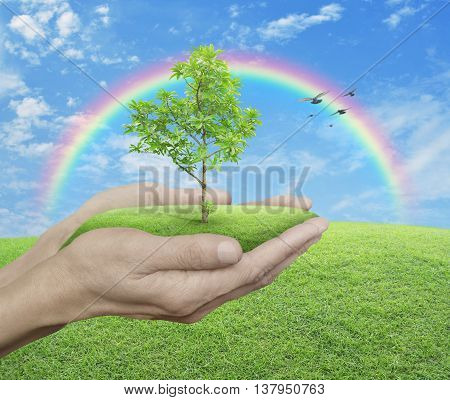 Growing green tree in hands over green grass with blue sky clouds rainbow and birds Environment concept