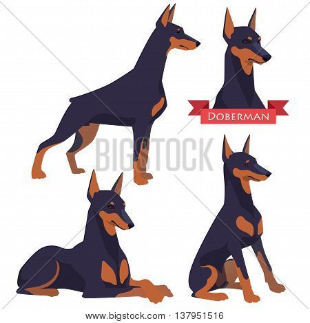 Doberman in different poses. Dog in flat vector style isolated on a white background.