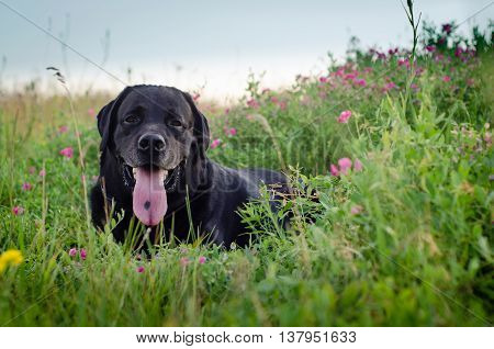Black Labrador lying in a meadow with wild flowers.