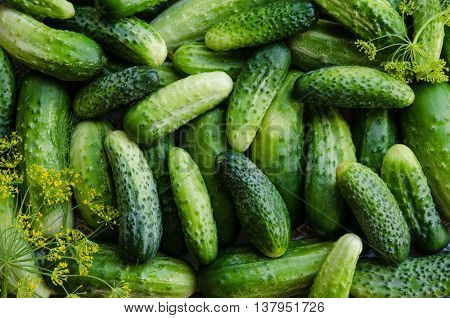 Preserving cucumbers background with dill. Top view.