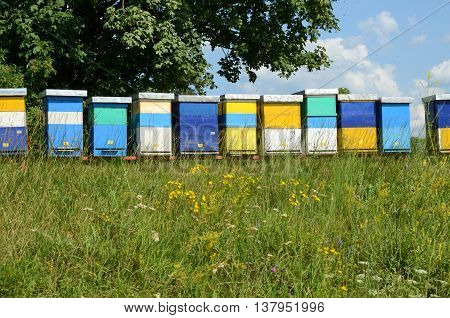 Beekeeping and honey production. Small - family business in east Europe