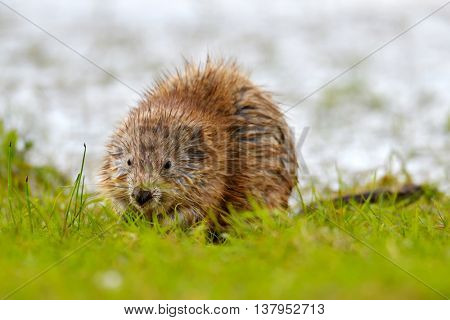 The muskrat (Ondatra zibethicus) in natural habitat