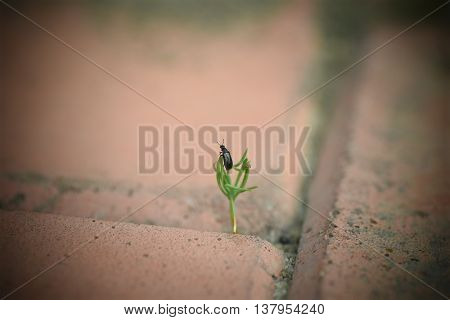 Bug-traveller seaching for the summer warmth in the garden