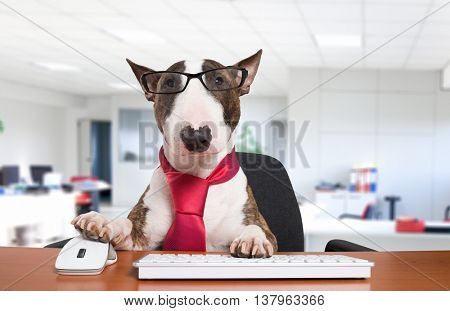 Business dog using his computer in the office