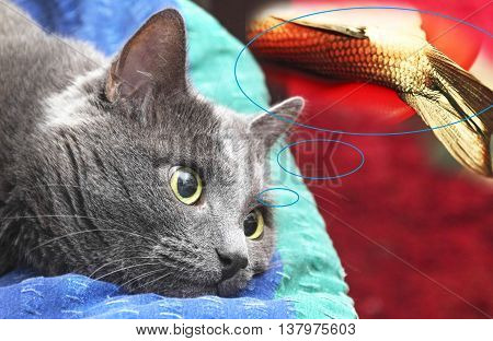 Gray nice adult cat dreams of fish collage