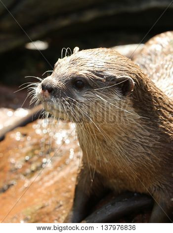 Portrait of an Oriental Short Clawed Otter