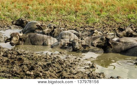 Water buffalos in the Wetlands of the Kizilirmak delta, Black Sea Province of Turkey